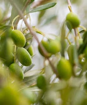 Cluster of green olive fruits growing on a branch with leaves. - Olive Oil Times