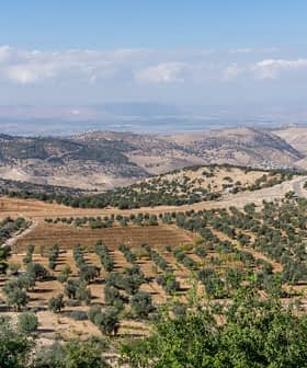 A panoramic view of an olive grove with rolling hills and distant mountains under a cloudy sky. - Olive Oil Times