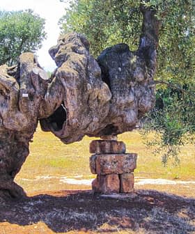 An ancient olive tree with a twisted trunk supported by stone blocks in a field. - Olive Oil Times