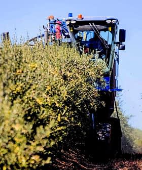 A tractor equipped for olive harvesting working between rows of olive trees in a field. - Olive Oil Times