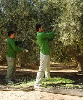 Four workers harvesting olives from trees in an orchard, wearing green shirts and gloves. - Olive Oil Times