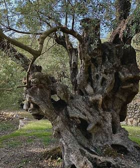 An ancient olive tree with a gnarled trunk and twisted branches in Mallorca. - Olive Oil Times