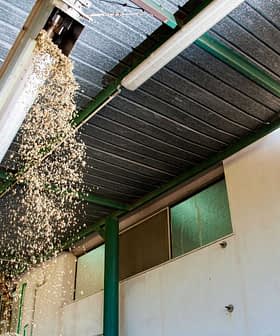 Olive pomace being processed in a facility with machinery and overhead structures. - Olive Oil Times