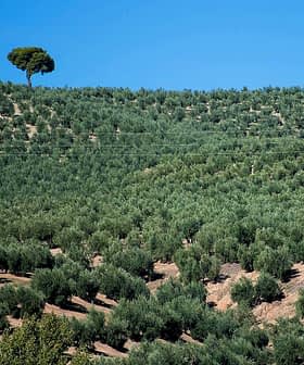 A landscape view of an olive grove featuring rows of olive trees and a single tree on a hilltop. - Olive Oil Times