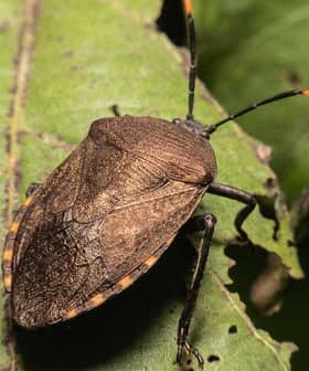 Brown marmorated stink bug resting on a green leaf with visible antennae. - Olive Oil Times