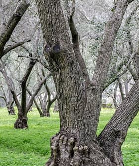 A grove of olive trees with thick trunks and green ground cover in between the trees. - Olive Oil Times