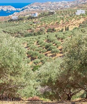 Olive trees growing in a plantation on the hills of Crete with a view of the sea in the background. - Olive Oil Times