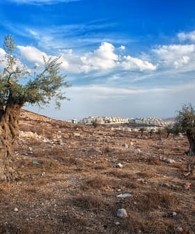Two olive trees in a dry landscape with a distant view of buildings under a cloudy sky. - Olive Oil Times
