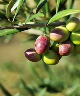 A close-up of an olive branch featuring clusters of green and ripe olives. - Olive Oil Times