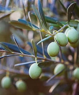 A close-up of green olives growing on a branch of an olive tree with leaves. - Olive Oil Times