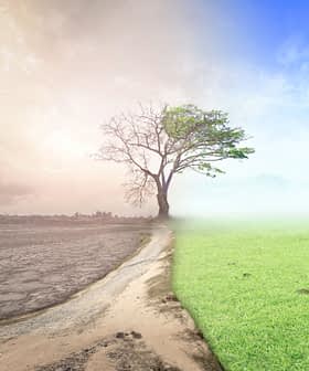 A single tree stands between two contrasting landscapes: one dry and cracked, the other lush and green. - Olive Oil Times