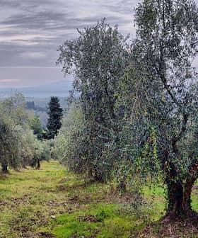 Panoramic view of an olive grove with several olive trees in a field. - Olive Oil Times