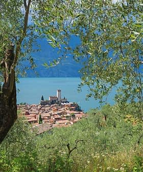 Olive trees framing a view of a village and castle by Lake Garda. - Olive Oil Times