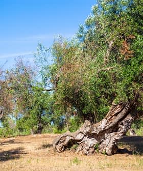 Several olive trees with twisted trunks in a sunlit field under a clear blue sky. - Olive Oil Times