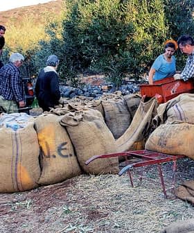 Group of workers handling large sacks filled with olives on a farm. - Olive Oil Times
