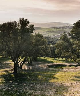 Olive trees in a grove with a distant landscape view in Morocco during daylight. - Olive Oil Times