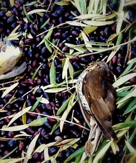 Two birds resting on a bed of fallen olives and olive leaves on the ground. - Olive Oil Times