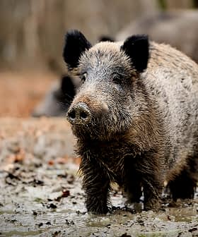 A wild boar standing in a muddy area with a blurred background of other boars. - Olive Oil Times