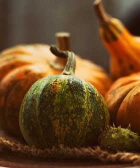 A variety of decorative pumpkins including orange and green ones arranged on a plate with natural fibers. - Olive Oil Times