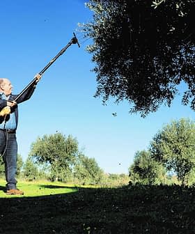 Monte da Oliveira Velha - Amor é Cego