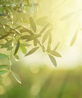Close-up of olive tree leaves illuminated by soft sunlight with a blurred background. - Olive Oil Times
