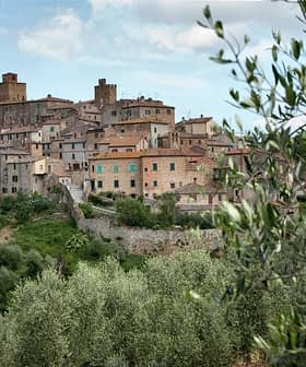 View of the Trequanda province of Siena with olive trees in the foreground and buildings in the background. - Olive Oil Times
