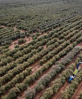 A harvesting machine collecting olives in a large olive grove with rows of olive trees. - Olive Oil Times