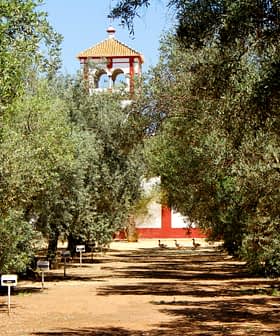 Pathway through an olive grove leading to a bell tower in the background. - Olive Oil Times