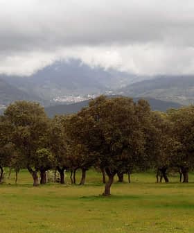A field with several oak trees and mountains partially covered by clouds in the background. - Olive Oil Times