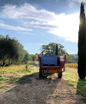 Red agricultural tractor parked on a dirt path next to a vineyard and cypress tree. - Olive Oil Times