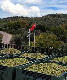 Green olives collected in large storage bins with a Turkish flag in the background. - Olive Oil Times