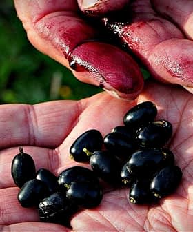Two hands holding black olives with some stains on the fingers and palms. - Olive Oil Times