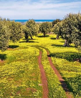 Pathway through an olive grove with yellow wildflowers and olive trees under a clear sky. - Olive Oil Times