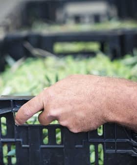 Close-up of a person's hand gripping a black crate filled with green plants or leaves. - Olive Oil Times