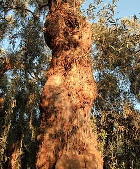 Close-up view of the trunk of an olive tree with textured bark and green leaves in the background. - Olive Oil Times