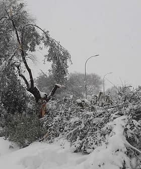 Olive trees and branches covered in snow during a winter snowfall event. - Olive Oil Times