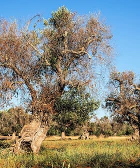 Several olive trees with gnarled trunks and sparse foliage in a field under a clear blue sky. - Olive Oil Times