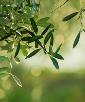 Close-up of olive tree leaves with a soft, blurred background of green tones. - Olive Oil Times