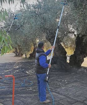 Workers using poles to harvest olives from trees in an olive grove. - Olive Oil Times