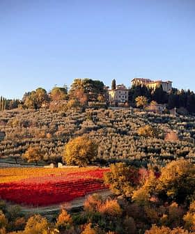 Tuscany landscape featuring a hillside with a vineyard and olive trees during autumn. - Olive Oil Times