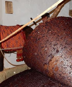 Large cone-shaped container filled with dark olive paste in a traditional olive oil production setting. - Olive Oil Times