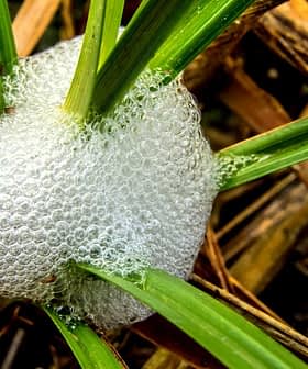 A cluster of bubbles forming on green grass blades in a natural setting. - Olive Oil Times