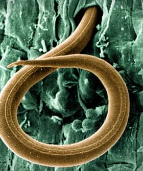 Microscopic view of a nematode exhibiting a distinct coiled shape against a textured background. - Olive Oil Times