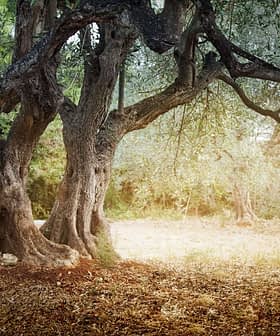 A large olive tree with a gnarled trunk and sprawling branches in a natural setting. - Olive Oil Times