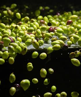 A close-up view of green and purple olives floating in water. - Olive Oil Times