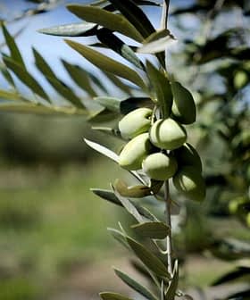 Close-up of an olive tree branch featuring clusters of green olives and leaves. - Olive Oil Times