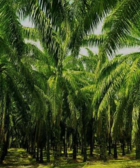 Dense grove of palm trees with lush green fronds in a plantation setting. - Olive Oil Times