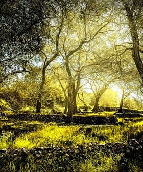 An olive grove with sunlight filtering through the branches of trees in a natural setting. - Olive Oil Times