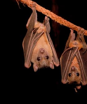 Two bats hanging upside down from a rope in a dark environment. - Olive Oil Times