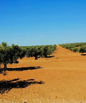 Row of olive trees in a dry, sandy landscape under a clear blue sky. - Olive Oil Times